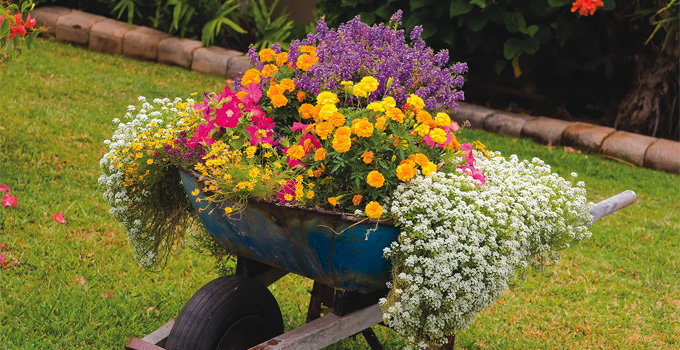 Bah�enize Renk Katacak �i�ekler 