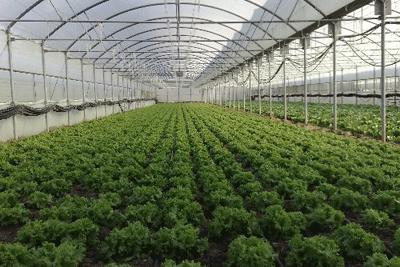 D�nyada ve T�rkiyede Serac�l�k  