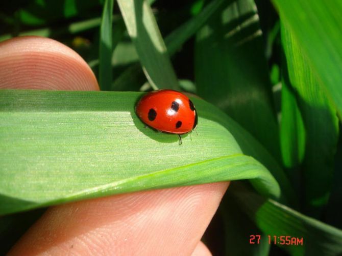 Serac�l���n Faydalar� 