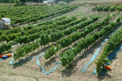 Organik Sebze Yeti�tirmenin P�f Noktalar�