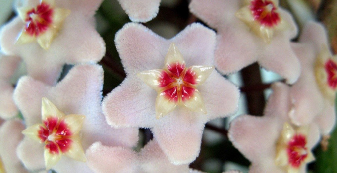 Evlerimizin vazge�ilmezi Mum �i�e�i