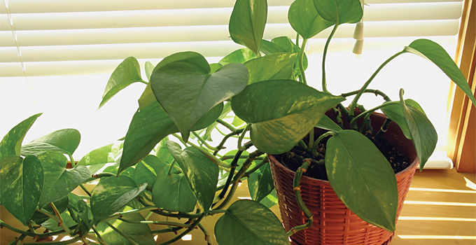 Pothos Sarma����-Scindapsus