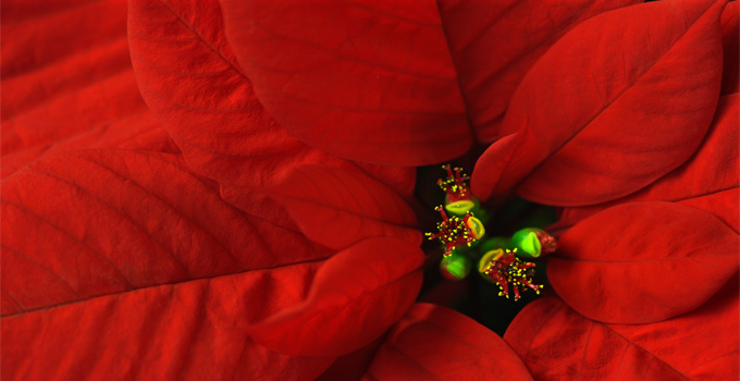 Atat�rk �i�e�i-Paunsethia