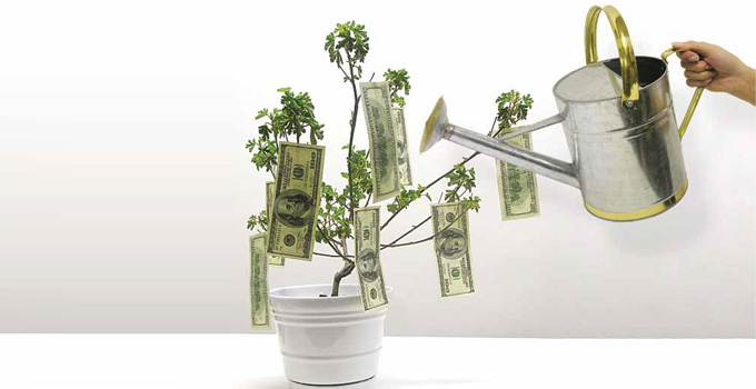 Para A�ac�-Pachira Aquatica