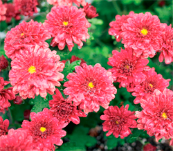 Kas�mpat�-Chrysanthemum