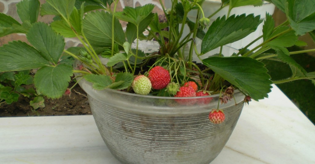 Balkon Serada �ilek Yeti�tirmek �steyenlere BirKa� Alt�n �neri